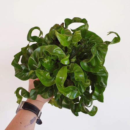 Top-down view of a vibrant green Asplenium Hurricane Bird's Nest Fern with distinct wavy, curly leaves, held by a hand