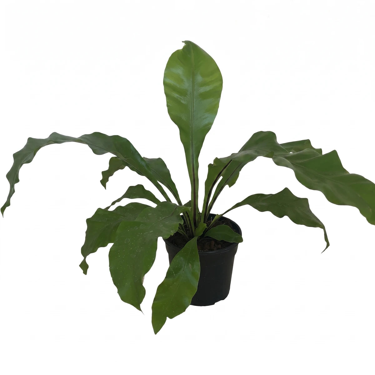 Dark green Asplenium Nidus Bird's Nest Fern, 14cm, in a black pot, featuring wavy leaves and a compact form.