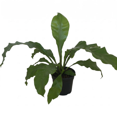 Dark green Asplenium Nidus Bird's Nest Fern, 14cm, in a black pot, featuring wavy leaves and a compact form.