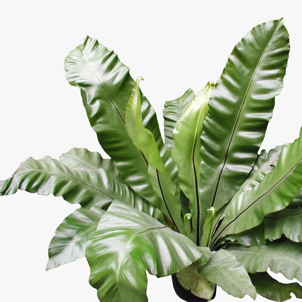 A vibrant Asplenium Nidus Bird's Nest Fern, 30cm, showcasing its glossy green, wavy fronds in a natural setting.