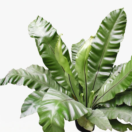 A vibrant Asplenium Nidus Bird's Nest Fern, 30cm, showcasing its glossy green, wavy fronds in a natural setting.