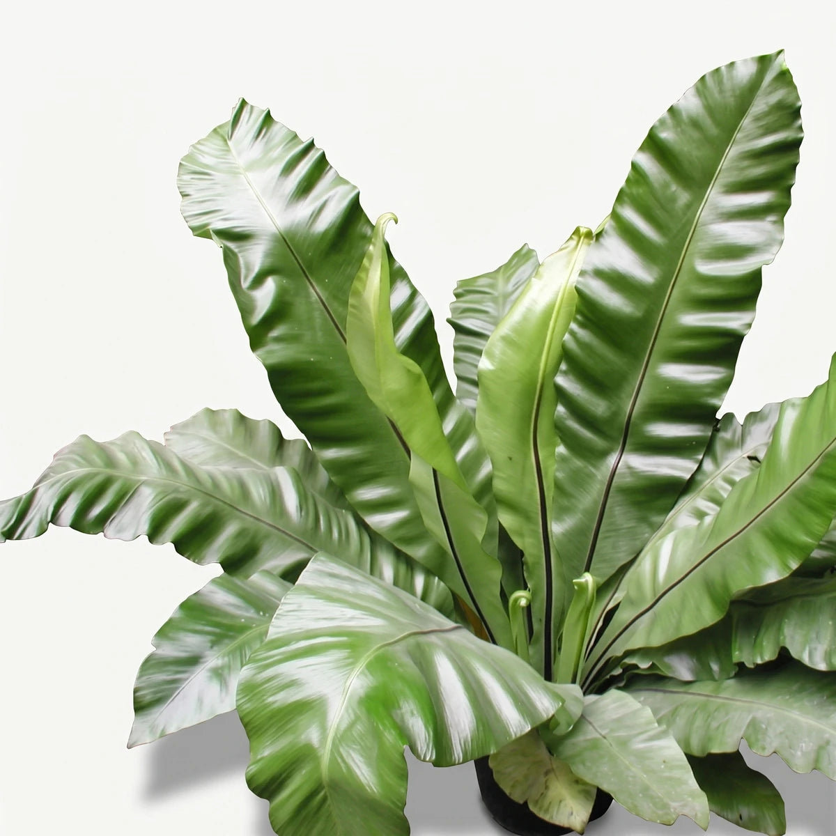 A lush Asplenium Nidus Bird's Nest Fern with glossy, wavy green leaves, displayed from a slightly elevated view.