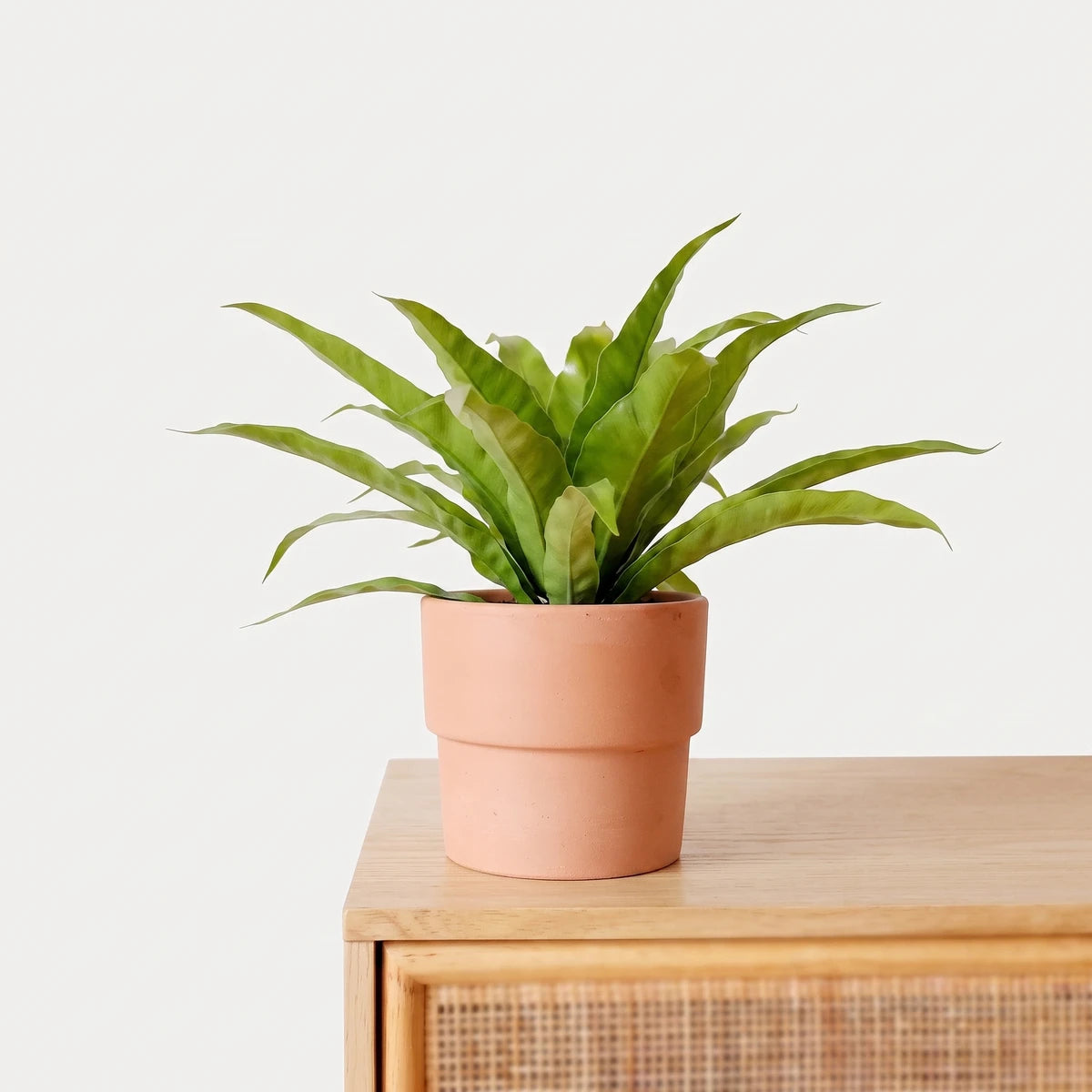 A vibrant green Asplenium Nidus Bird's Nest Fern in a simple terracotta pot, displayed as an indoor houseplant.