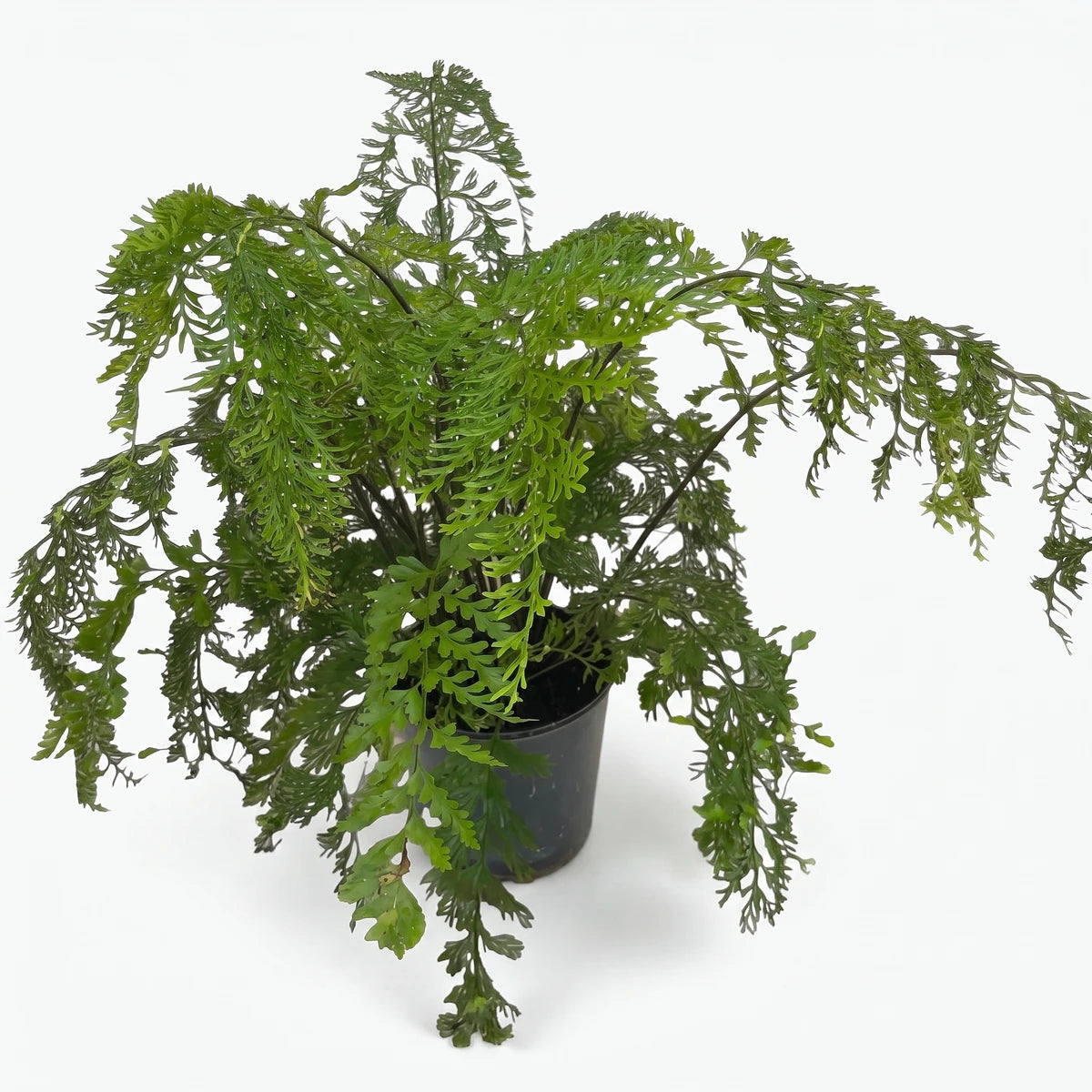 Lush green Asplenium Viviparum Mother Fern in a black 14cm pot, showcasing its delicate fronds and natural growth.
