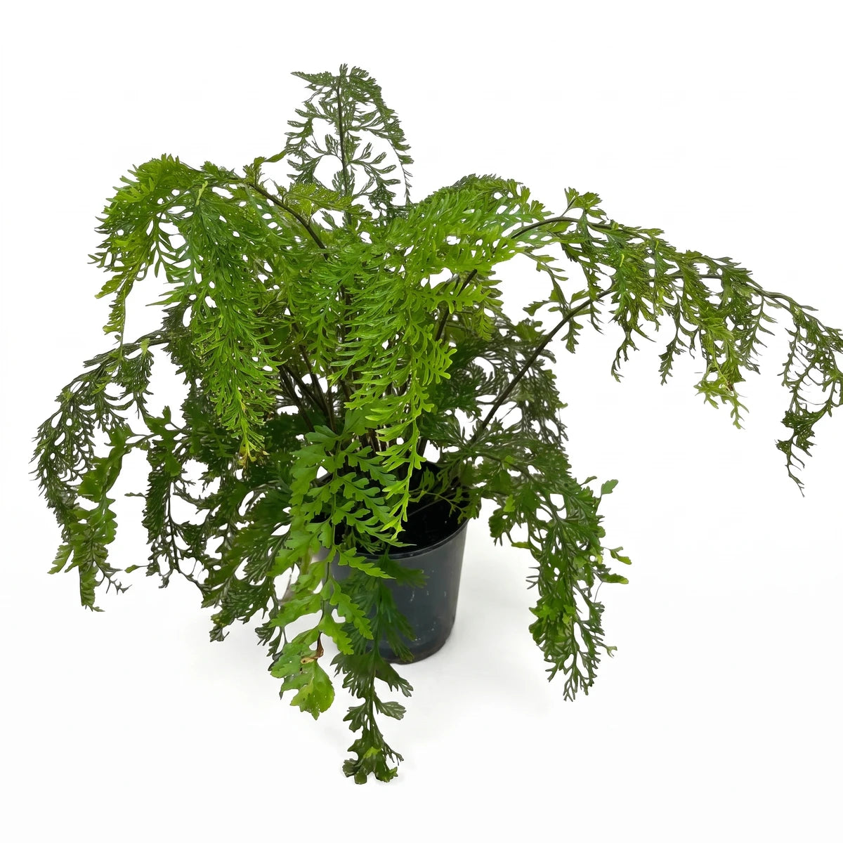 Green Asplenium Viviparum Mother Fern in a dark pot, showcasing its lush, feathery fronds.