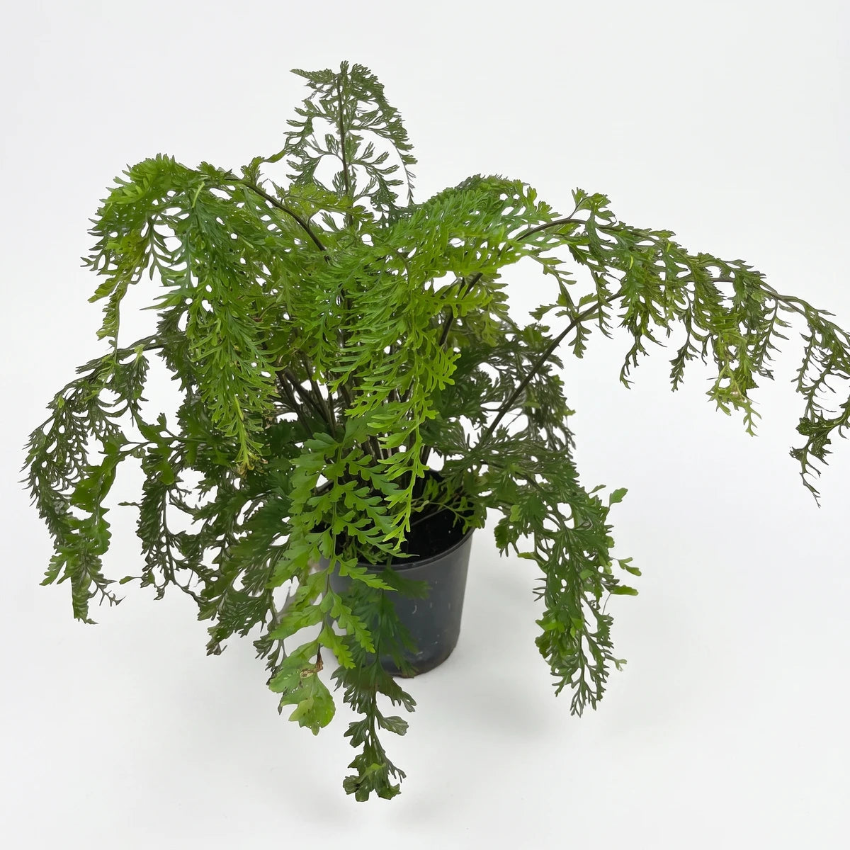 A vibrant green Asplenium Viviparum Mother Fern in a 14cm high-back black pot cover, showcasing lush, intricate foliage.