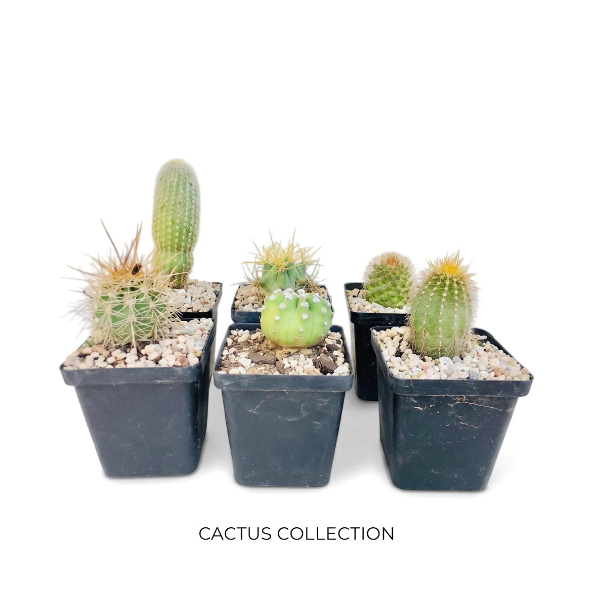 Assorted green cacti in small black pots, topped with white pebbles, ideal for indoor plant decoration.