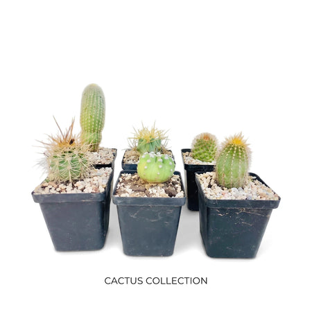 Assorted green cacti in small black pots, topped with white pebbles, ideal for indoor plant decoration.