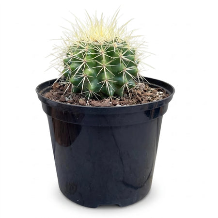 A vibrant green assorted cactus with sharp white spines in a black plastic pot, ready for home or office decor.