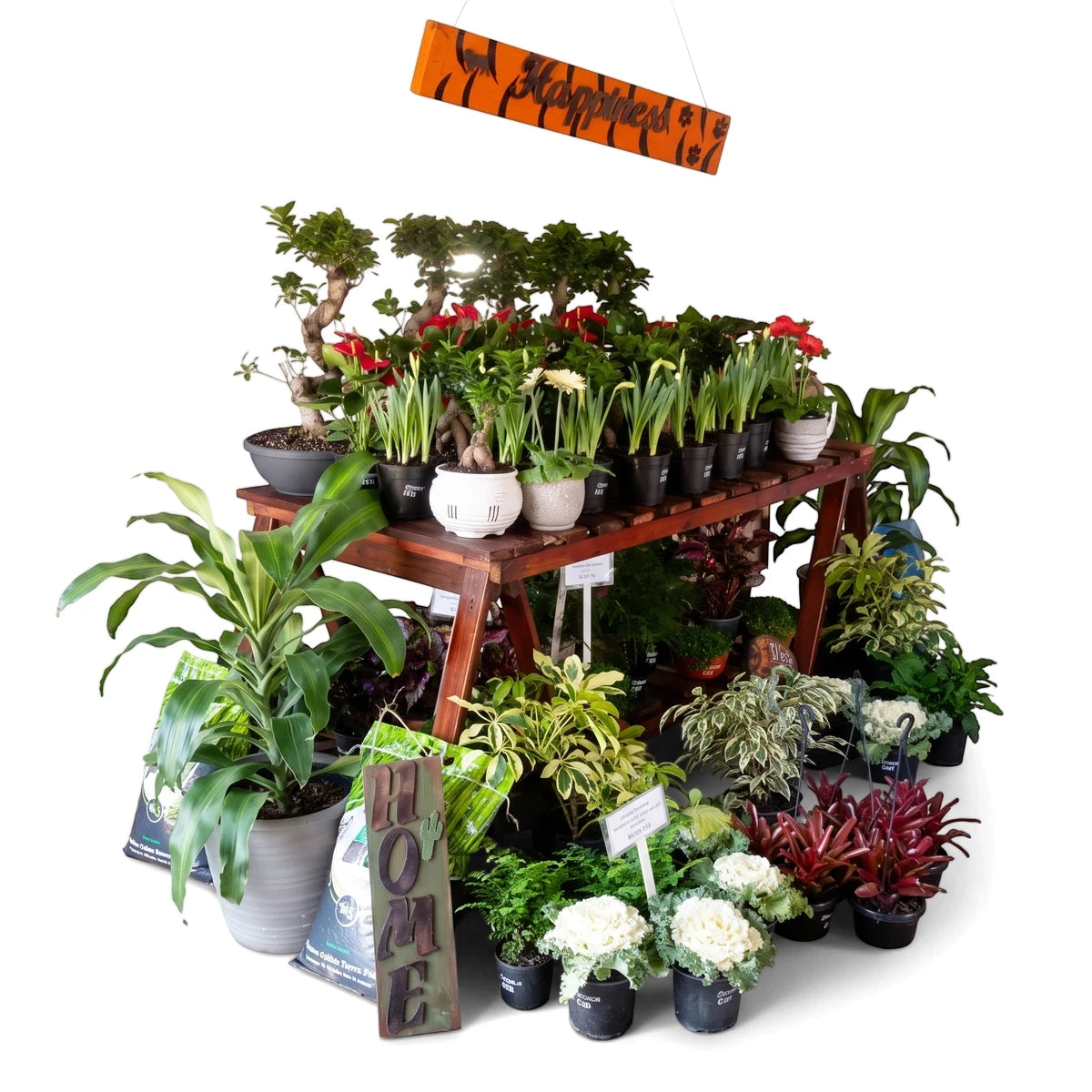 Assorted potted plants including cyclamen and foliage in a vibrant indoor nursery display, featuring a wooden stand and