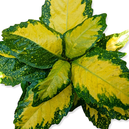 Close-up of a vibrant Aucuba Japonica Gold Dust plant, showcasing its distinctive green leaves speckled with bright yellow