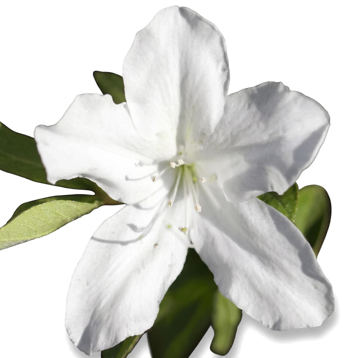 Close-up of a vibrant white Azalea Alba flower with delicate petals and prominent stamens, blooming beautifully.