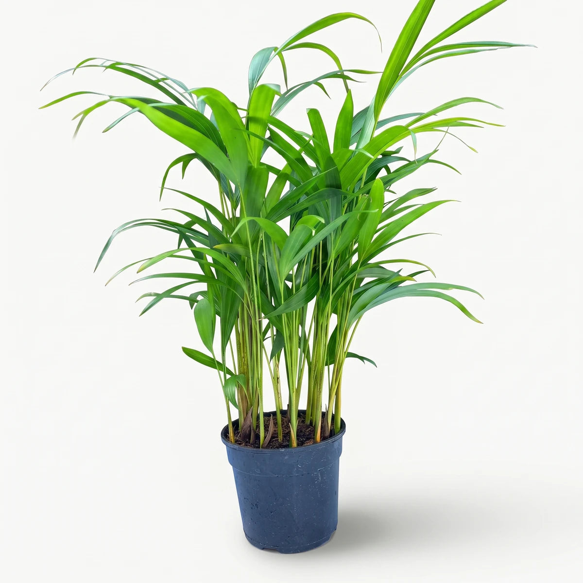 Bamboo Palm (14cm) potted plant with bright green fronds in a black plastic nursery pot, front view.