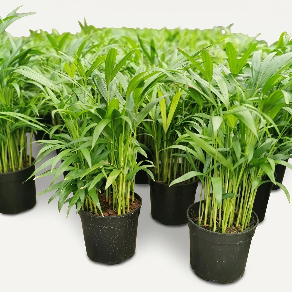 Bamboo Palm (19cm) potted plant with lush green fronds in a black plastic nursery pot, front view.