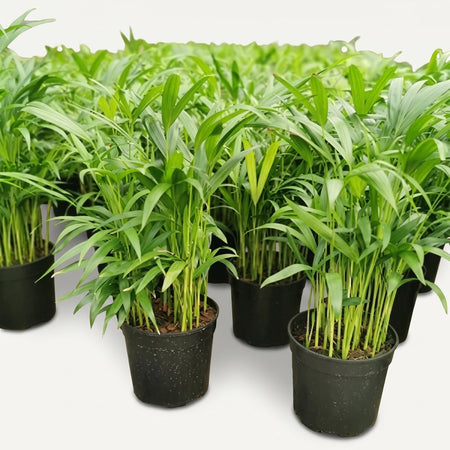 Bamboo Palm (19cm) potted plant with lush green fronds in a black plastic nursery pot, front view.