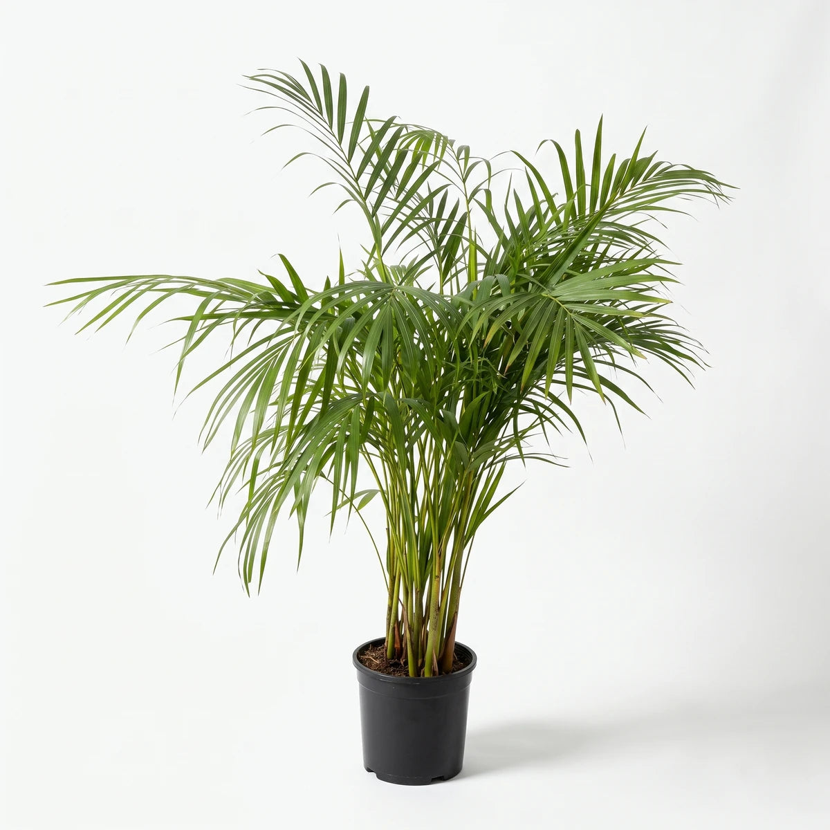 Bamboo Palm (23cm) in a black nursery pot with arching green fronds, shown from the front for indoor planting.