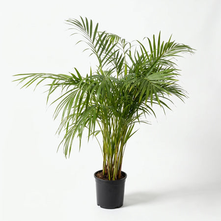 Bamboo Palm (23cm) in a black nursery pot with arching green fronds, shown from the front for indoor planting.