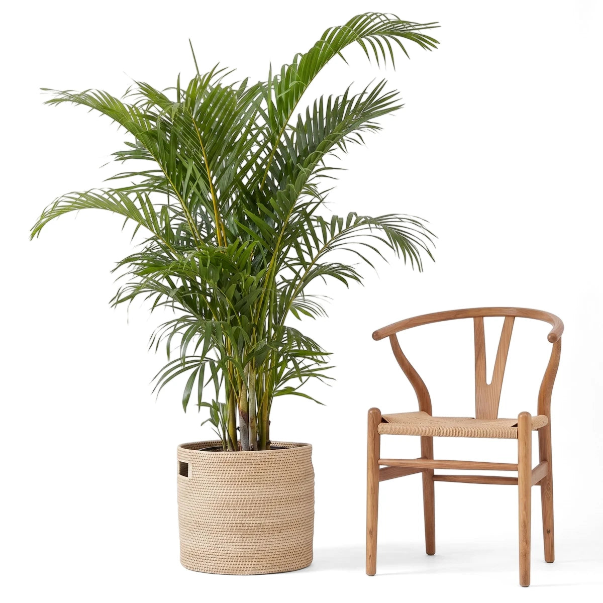 Large 35cm Bamboo Palm indoor plant with lush green fronds, potted in a woven light beige basket, next to a wooden chair.