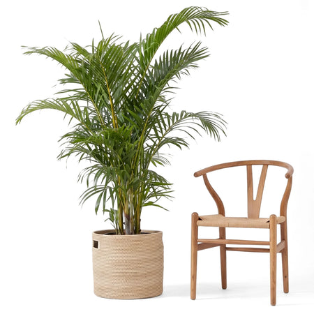 Large 35cm Bamboo Palm indoor plant with lush green fronds, potted in a woven light beige basket, next to a wooden chair.