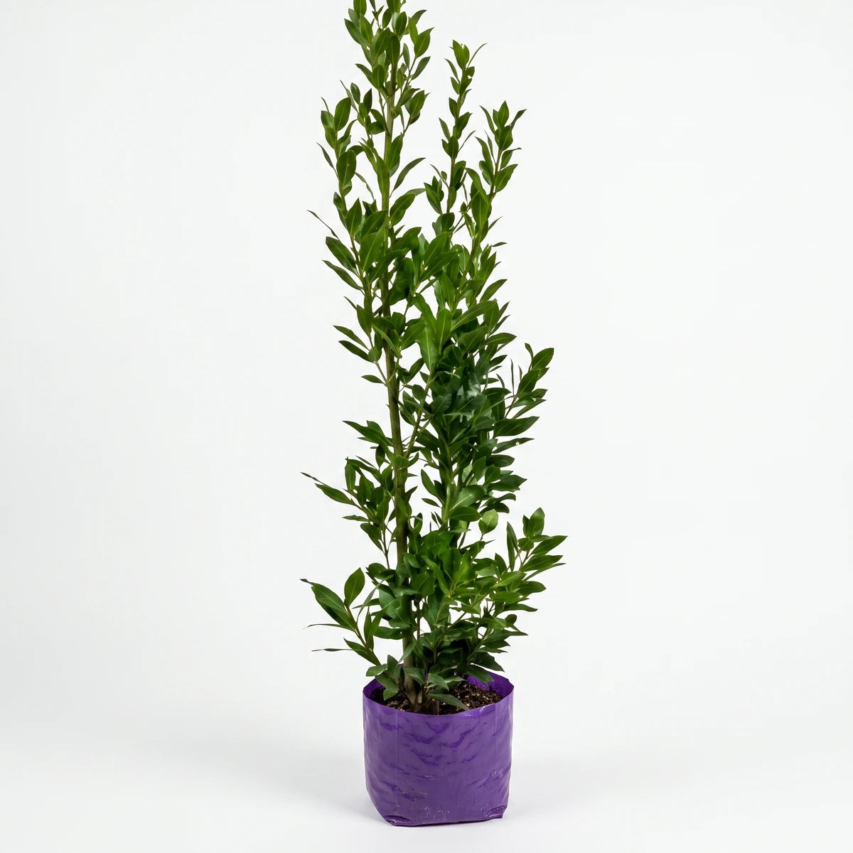 A tall Bay Leaf Tree (14cm) with vibrant green leaves in a purple grow bag, standing upright.