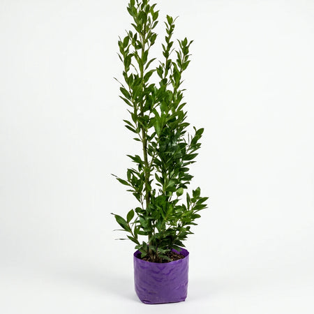 A tall Bay Leaf Tree (14cm) with vibrant green leaves in a purple grow bag, standing upright.