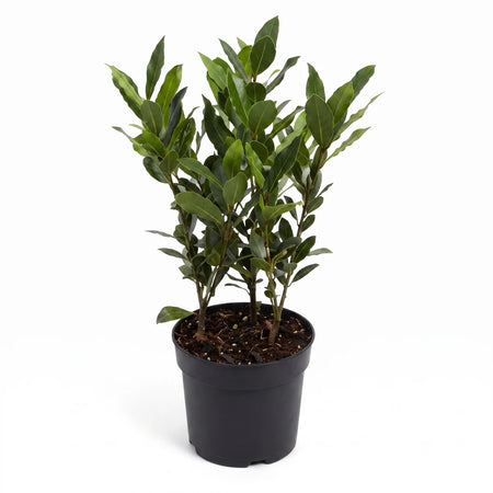 A healthy Bay Leaf Tree in a black pot, showcasing its vibrant green leaves and compact size, ready for planting or display.