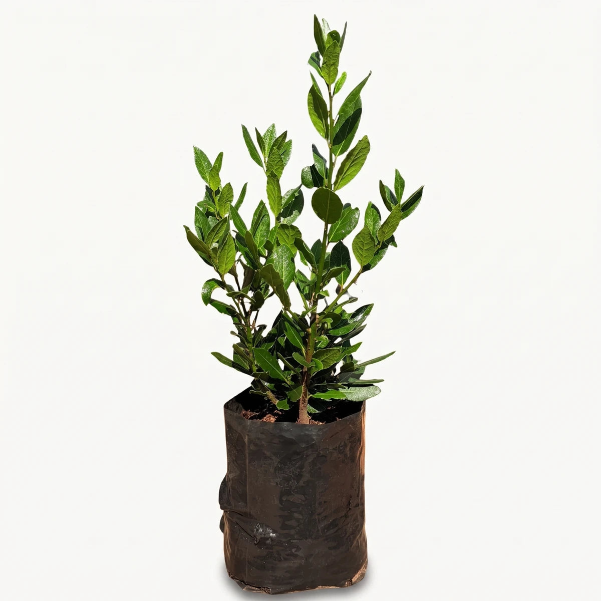 A small 12cm Bay Leaf Tree with vibrant green leaves, planted in a black grow bag, ready for transplanting.