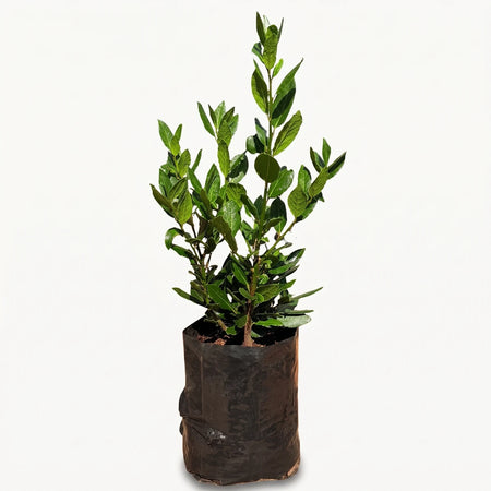 A small 12cm Bay Leaf Tree with vibrant green leaves, planted in a black grow bag, ready for transplanting.