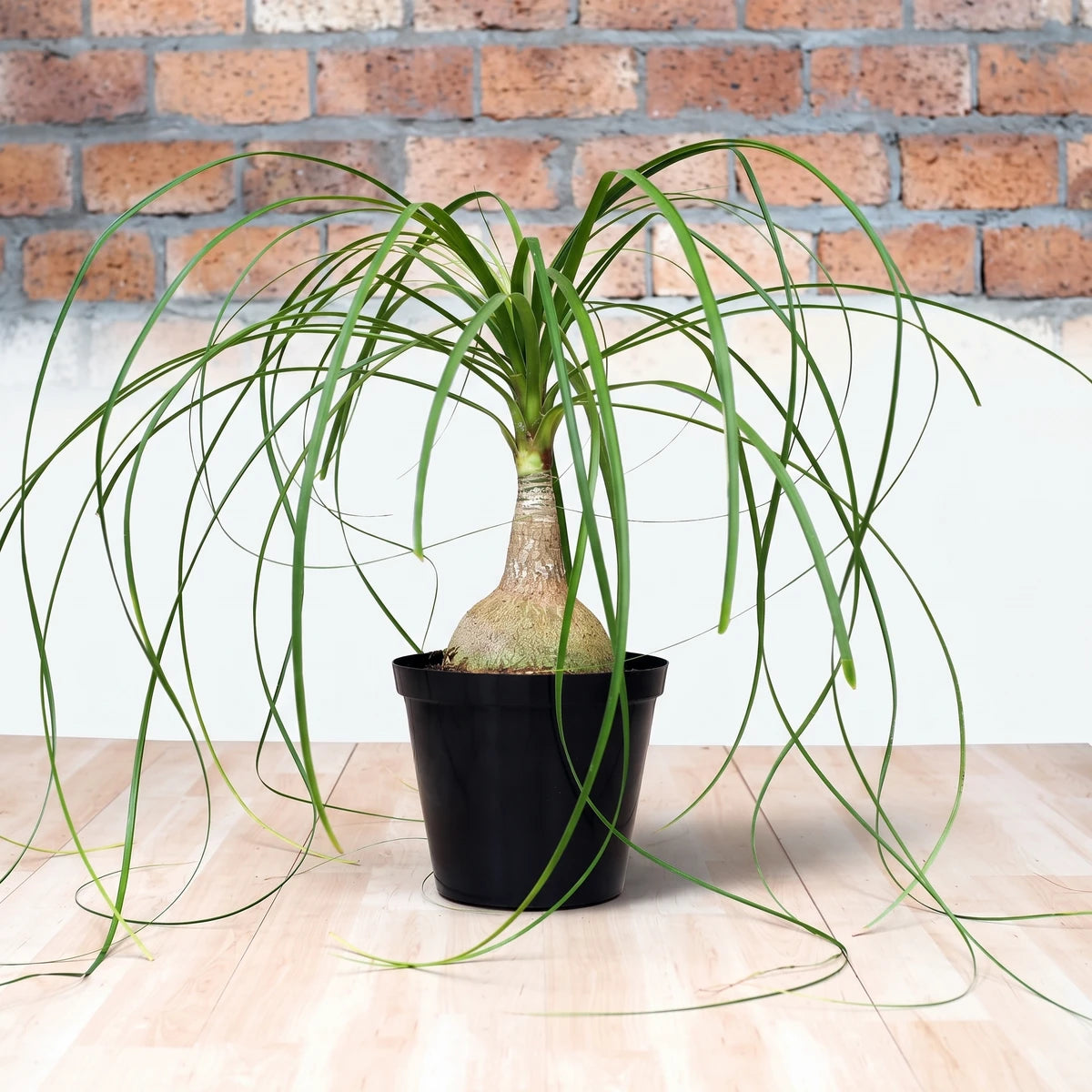 Potted Beaucarnea Ponytail Palm with long green leaves in a black pot, displayed on a wooden surface against a brick wall.