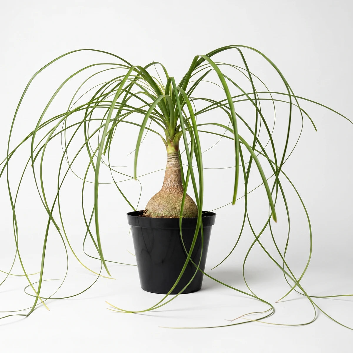 A Beaucarnea Ponytail Palm in a black pot, showcasing its long green leaves and unique bulbous base, suitable for indoor