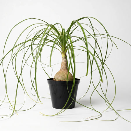 A Beaucarnea Ponytail Palm in a black pot, showcasing its long green leaves and unique bulbous base, suitable for indoor