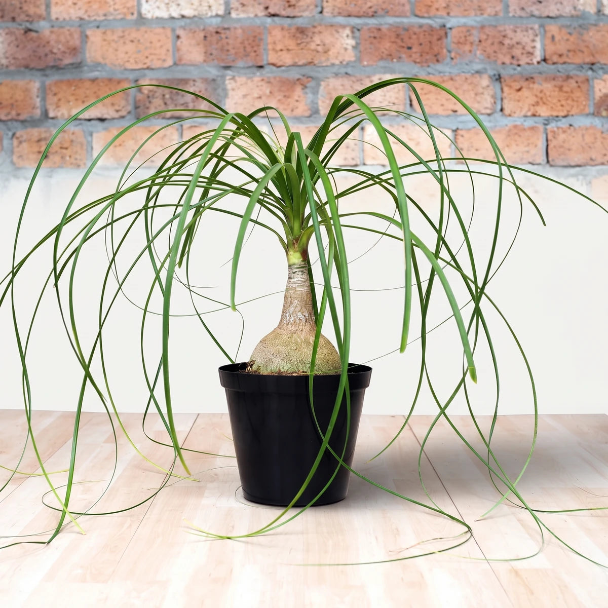 Beaucarnea Ponytail Palm plant with long green leaves in a black pot, showcasing its unique caudex.