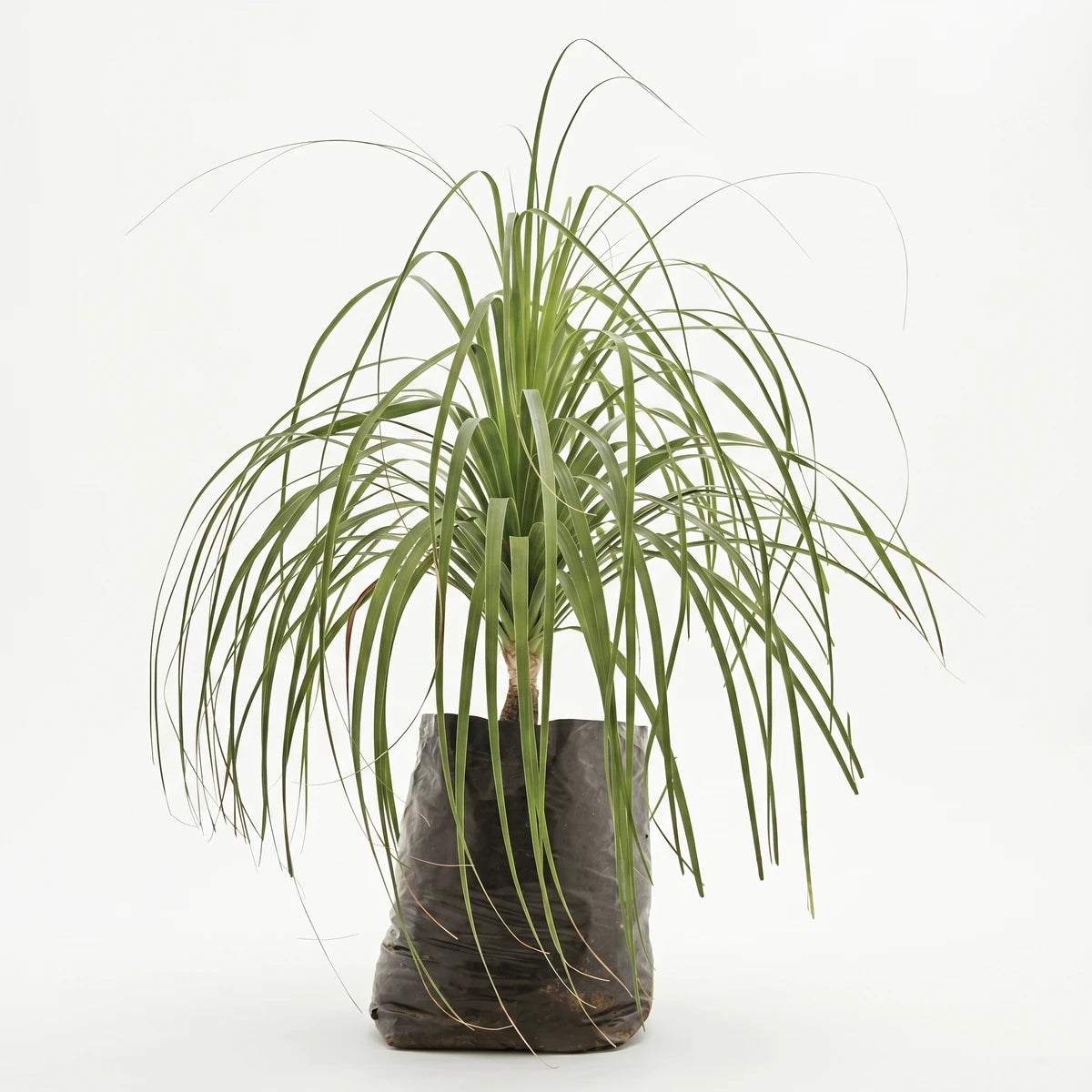 Green Beaucarnea Recurvata Ponytail Palm plant with long, thin leaves in a black grow bag, photographed in a studio.