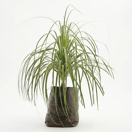 Green Beaucarnea Recurvata Ponytail Palm plant with long, thin leaves in a black grow bag, photographed in a studio.