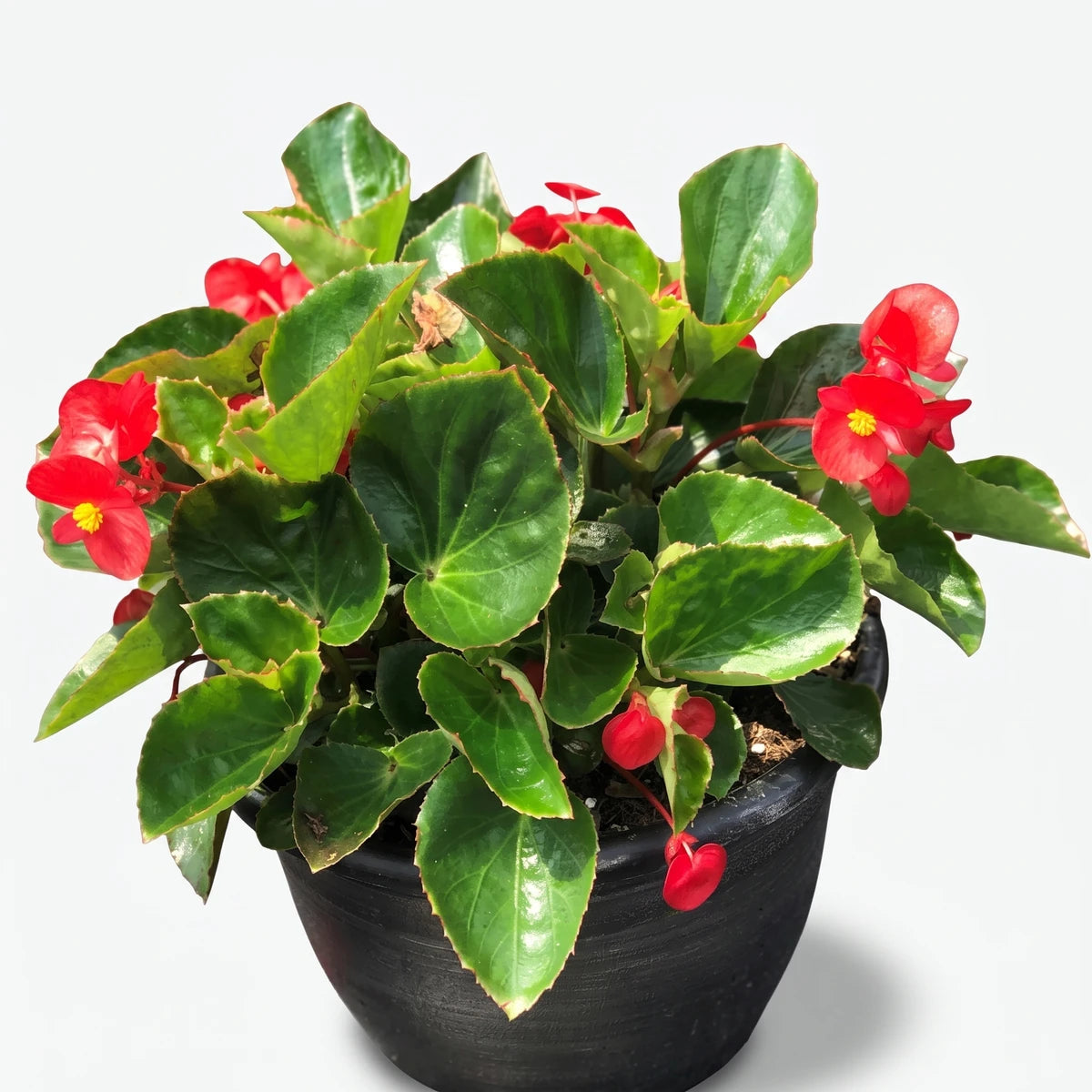 A vibrant Begonia Big Bronze plant with bright red flowers and lush green leaves in a black pot.
