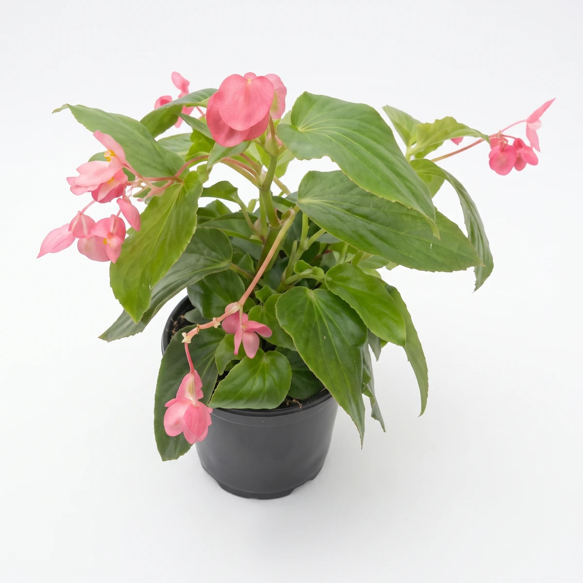 Vibrant Begonia Dragon Wings Assorted plant showcasing abundant pink blossoms and lush green foliage in a black pot.