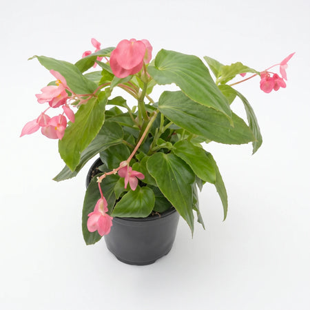 Vibrant Begonia Dragon Wings Assorted plant showcasing abundant pink blossoms and lush green foliage in a black pot.