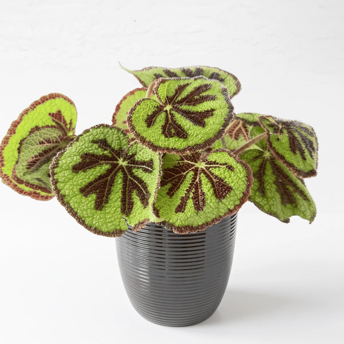 Begonia Iron Cross plant with vibrant green leaves and dark brown patterns in a ribbed dark grey pot.