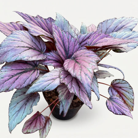 Begonia Rex plant with vibrant purple, pink, and blue-green variegated leaves in a dark pot, viewed from above.