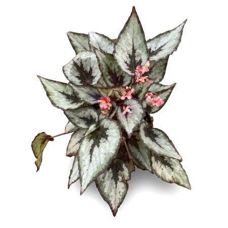 A vibrant Begonia Rex plant, 15cm, with distinctive silver and dark green patterned leaves and small pink flowers.
