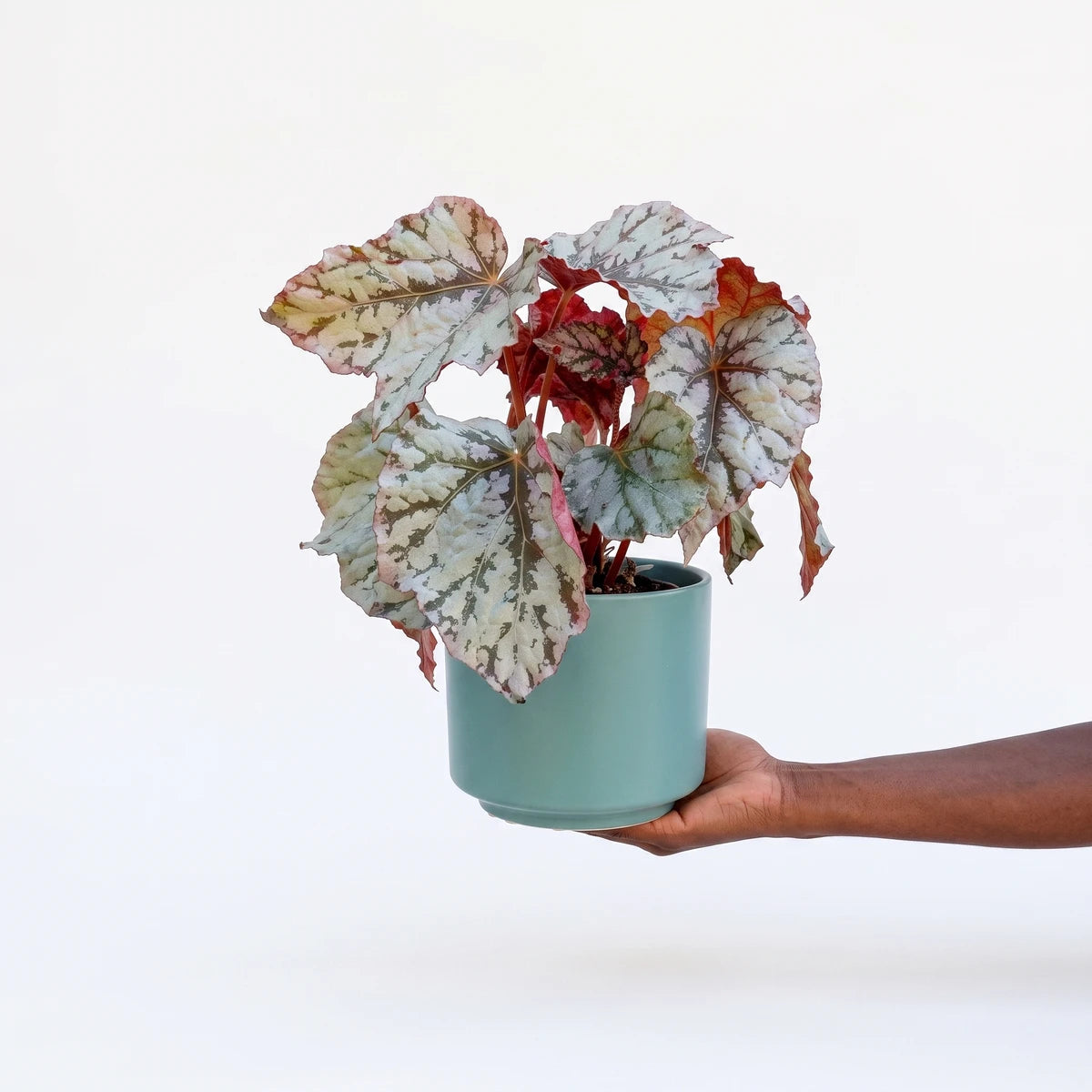 Begonia Rex Silver Splash plant in a 14cm green pot, held by a hand, showcasing its distinctive silvery-green and red leaves.