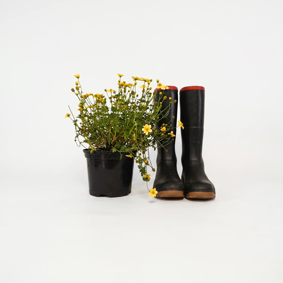 Bidens Ferulifolia Hot & Spicy plant with vibrant yellow flowers and green foliage in a black pot, next to black rubber