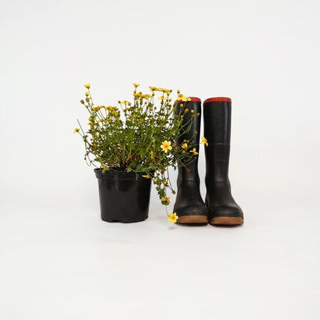 Bidens Ferulifolia Hot & Spicy plant with vibrant yellow flowers and green foliage in a black pot, next to black rubber