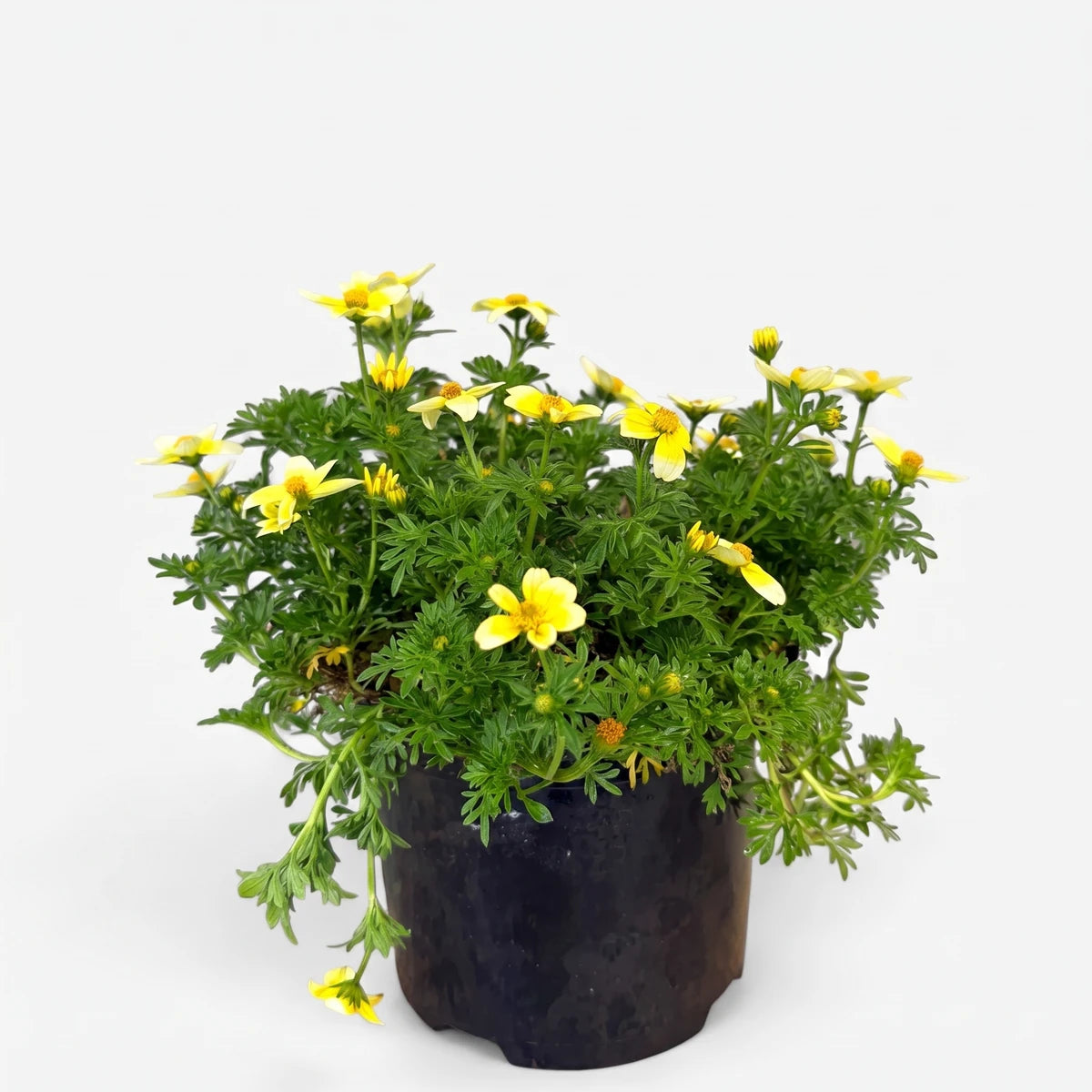 Bidens Ferulifolia Spicy Electric White plant in a black pot, featuring numerous small yellow daisy-like flowers and green