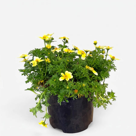 Bidens Ferulifolia Spicy Electric White plant in a black pot, featuring numerous small yellow daisy-like flowers and green