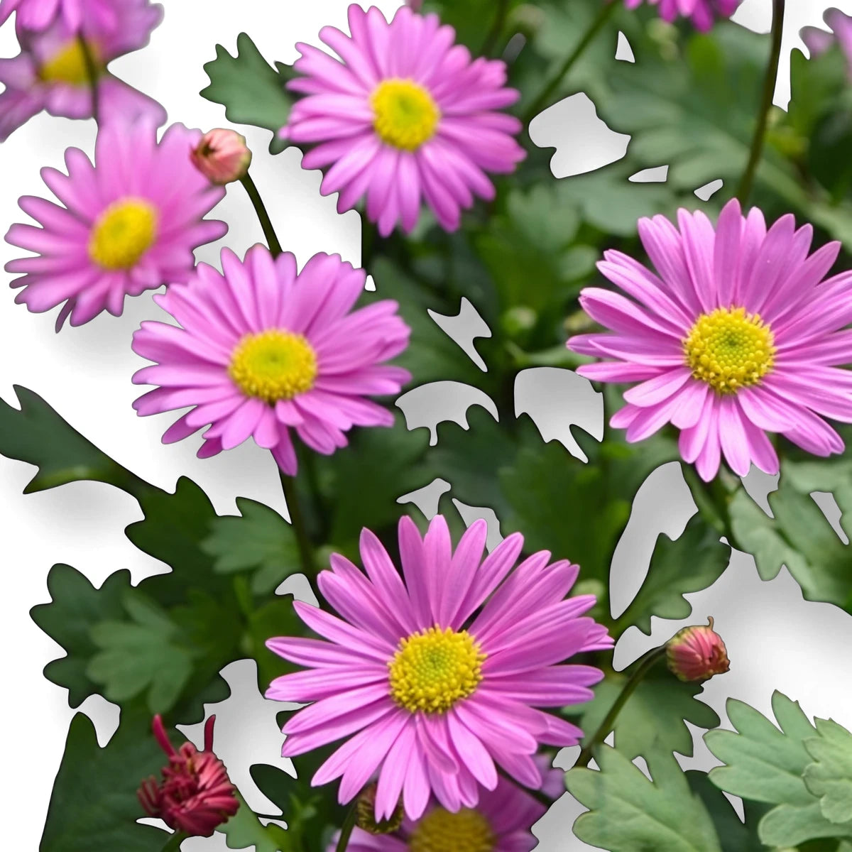 Close-up of multiple Brachyscome Fresco Candy flowers with vibrant pink petals and bright yellow centers, surrounded by