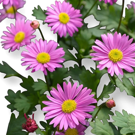Close-up of multiple Brachyscome Fresco Candy flowers with vibrant pink petals and bright yellow centers, surrounded by