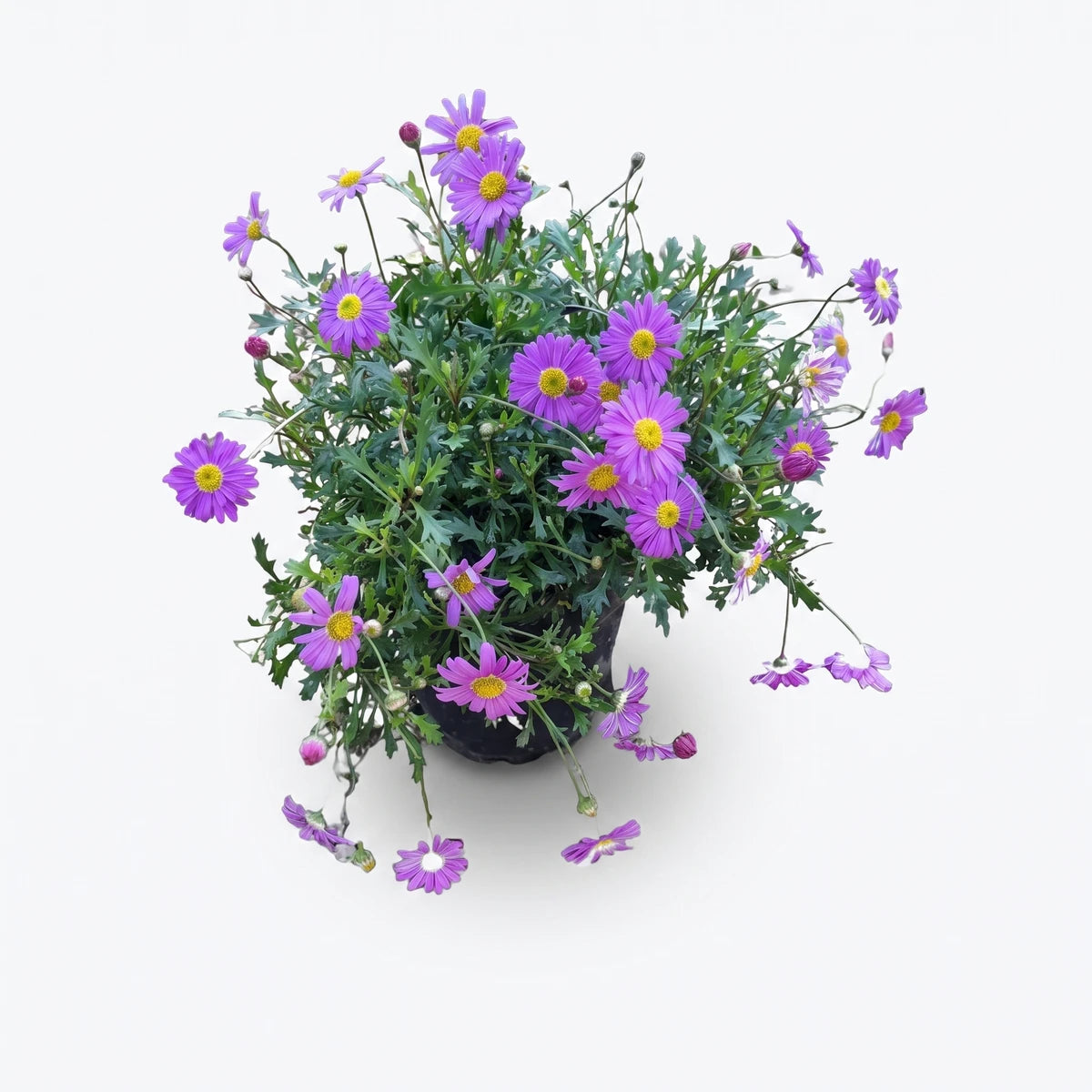 Vibrant Brachyscome Fresco Purple plant in a black pot, displaying many purple daisy-like flowers with yellow centers and