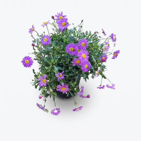 Vibrant Brachyscome Fresco Purple plant in a black pot, displaying many purple daisy-like flowers with yellow centers and