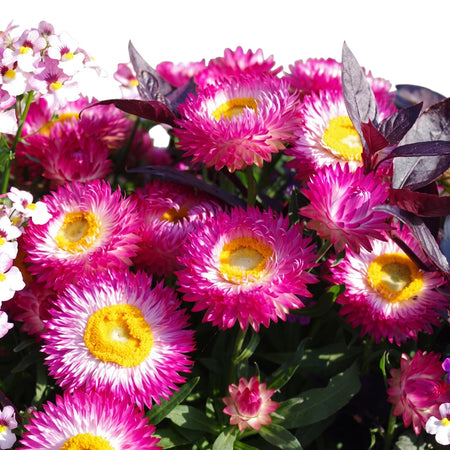 Close-up of vibrant pink and white Bracteantha Sunbrella flowers with yellow centers and dark leaves.